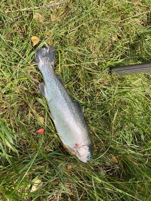 Regenbogenforelle