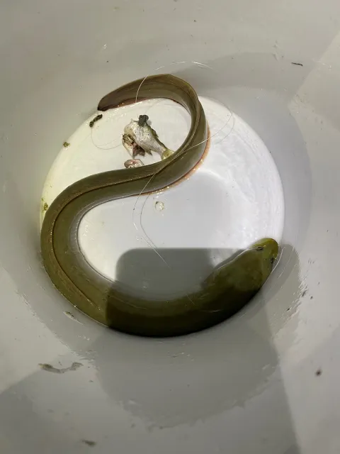 Aal
