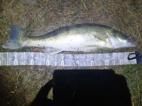 Zander