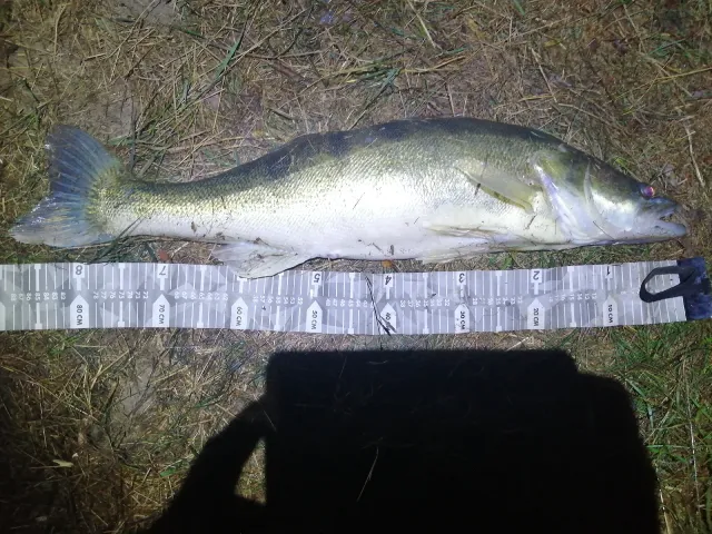 Zander
