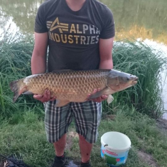 Graskarpfen