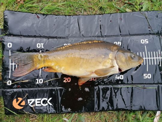 Karpfen-2