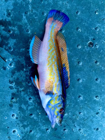Lippfisch