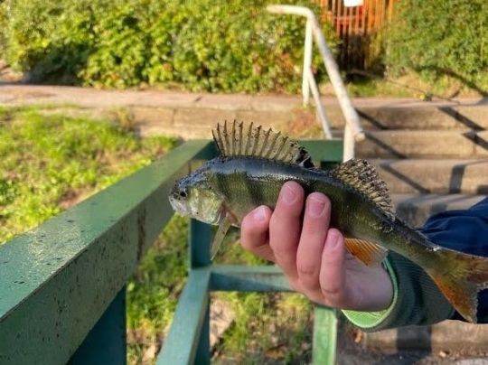 Flussbarsch