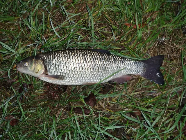 Döbel