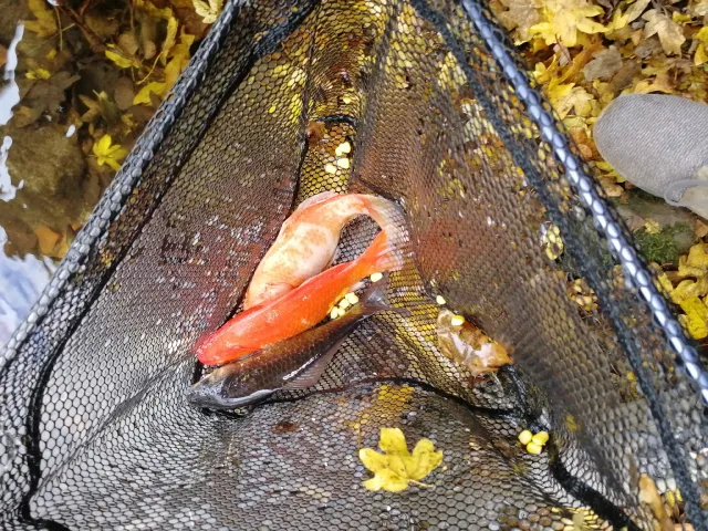 Goldfisch