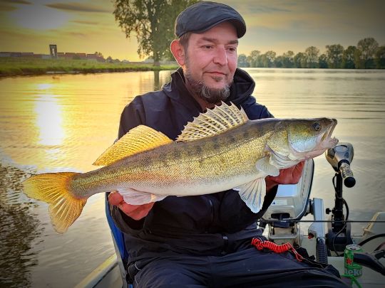 Zander