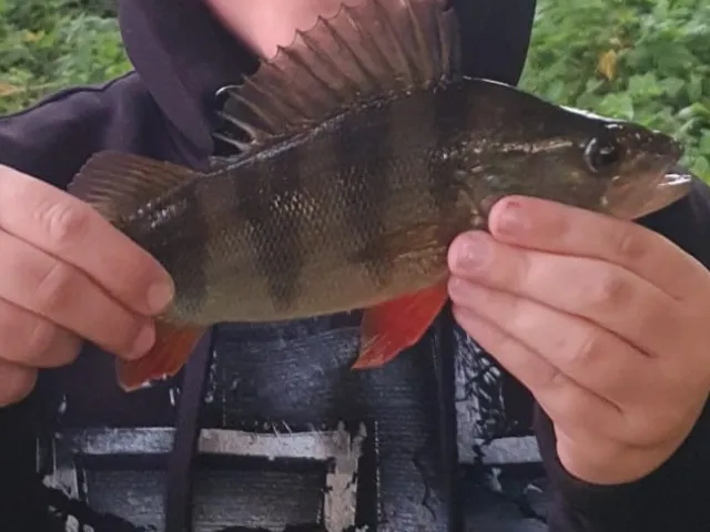 Flussbarsch