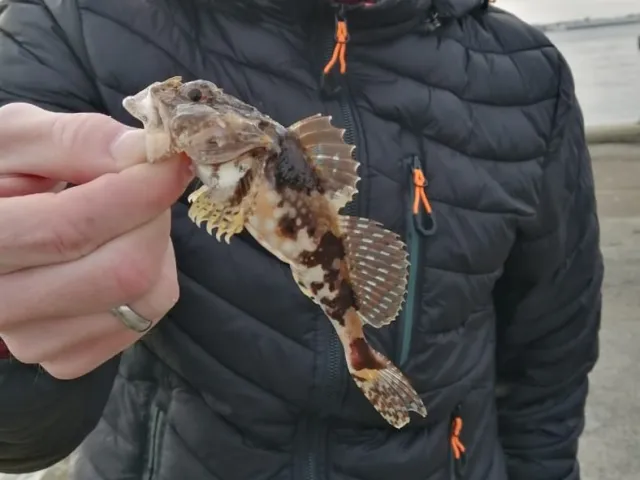 Seeskorpion