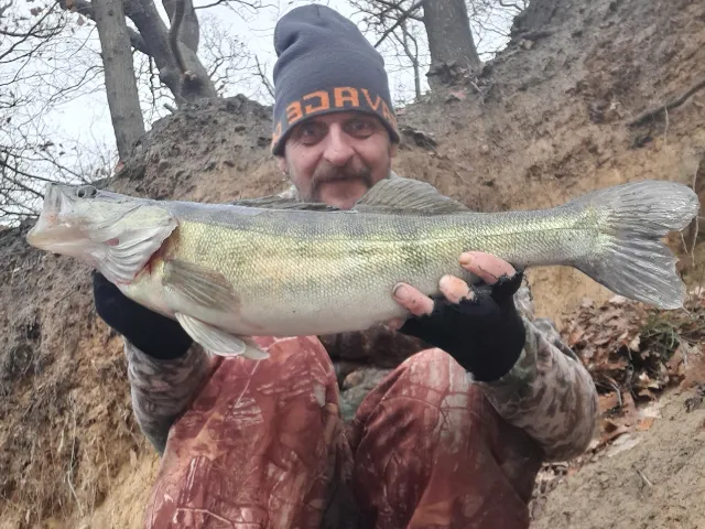Zander