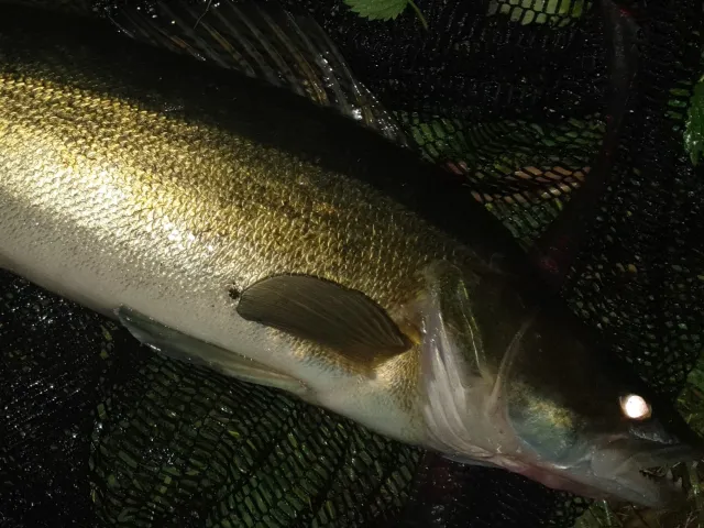 Zander