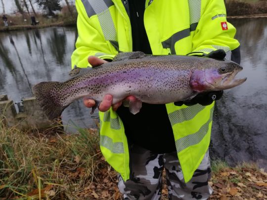 Regenbogenforelle