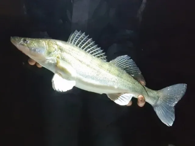 Zander