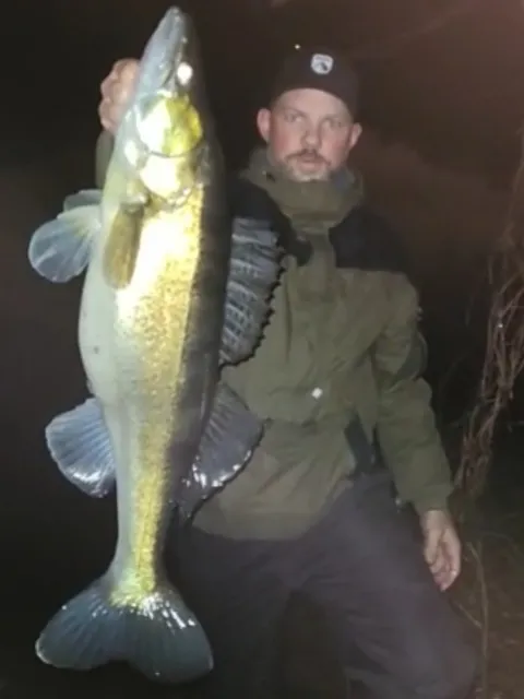 Zander