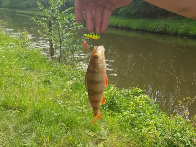 Flussbarsch