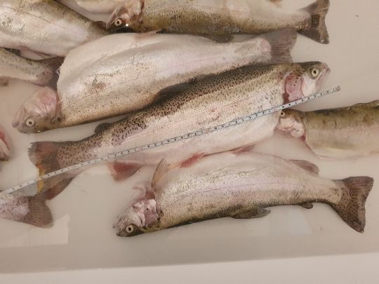 Regenbogenforelle