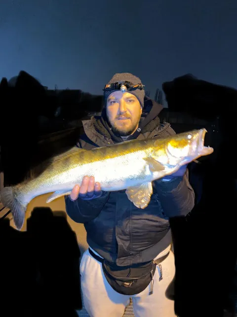 Zander