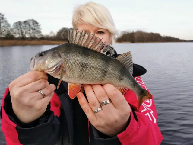 Flussbarsch