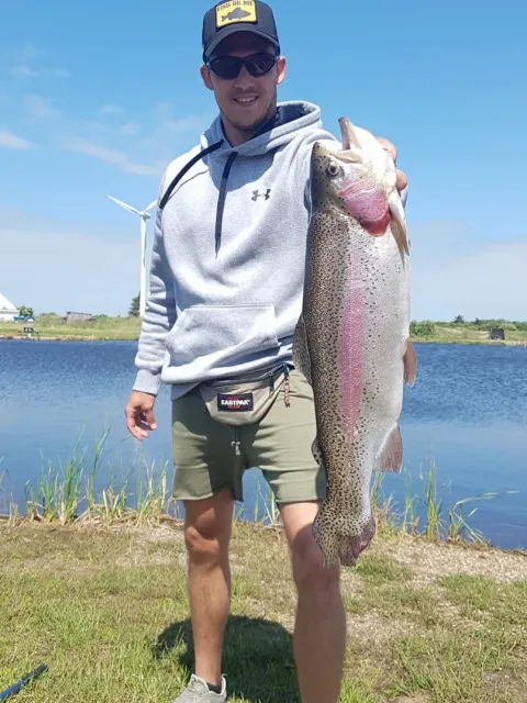 Regenbogenforelle