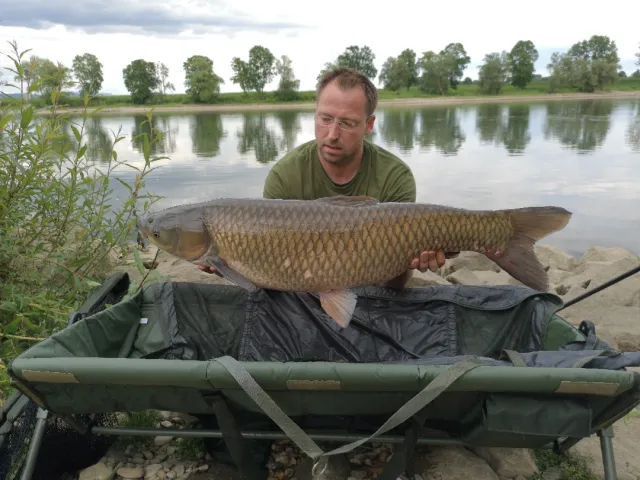 Graskarpfen