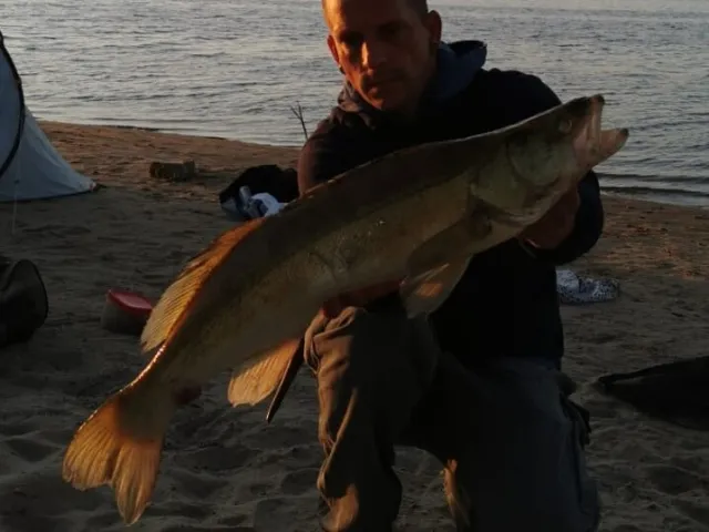 Zander
