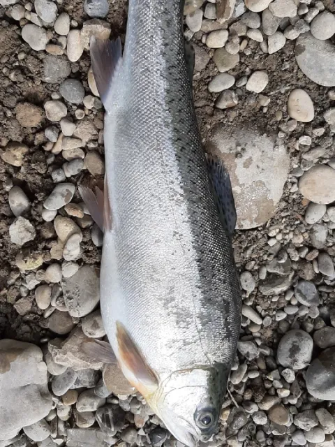 Regenbogenforelle