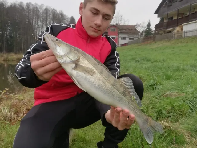 Zander