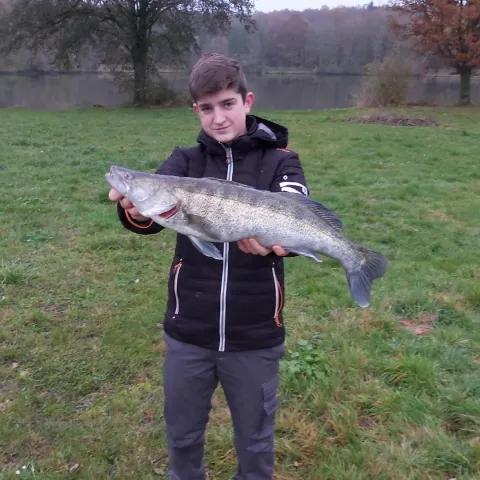Zander