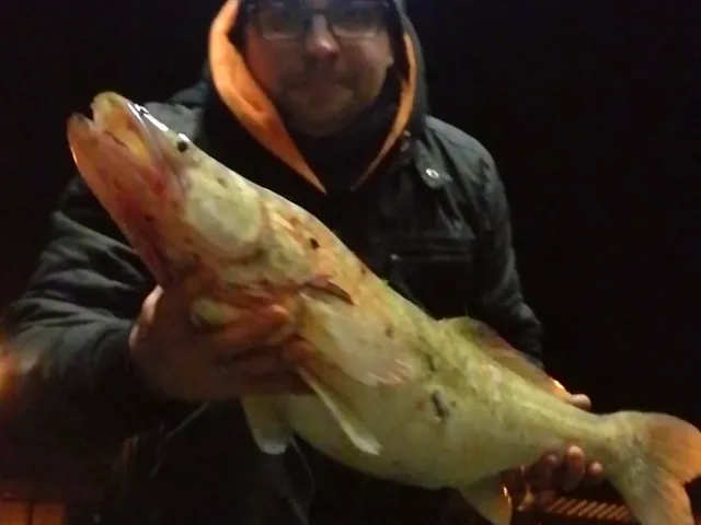 Zander