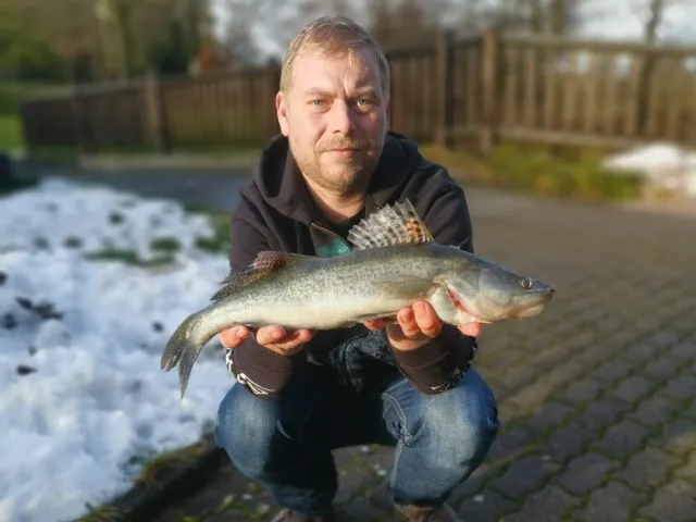 Zander