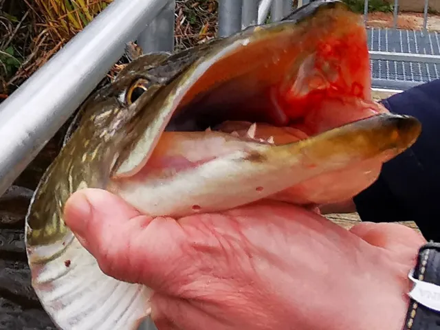 Hecht