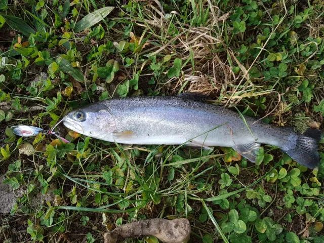 Regenbogenforelle