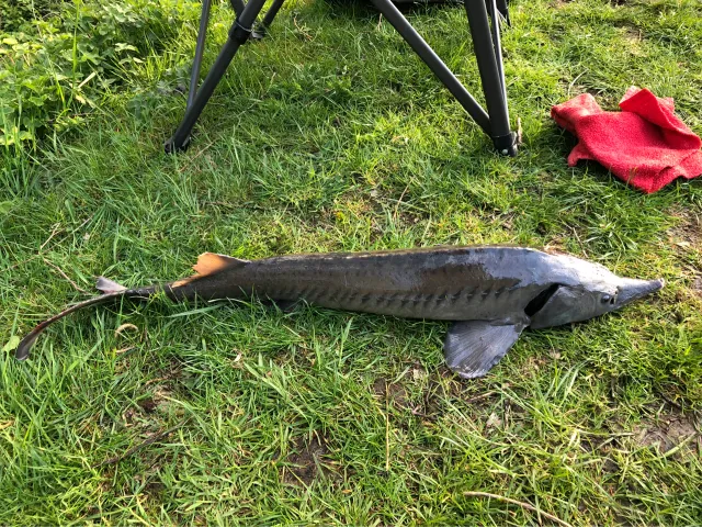 Stör