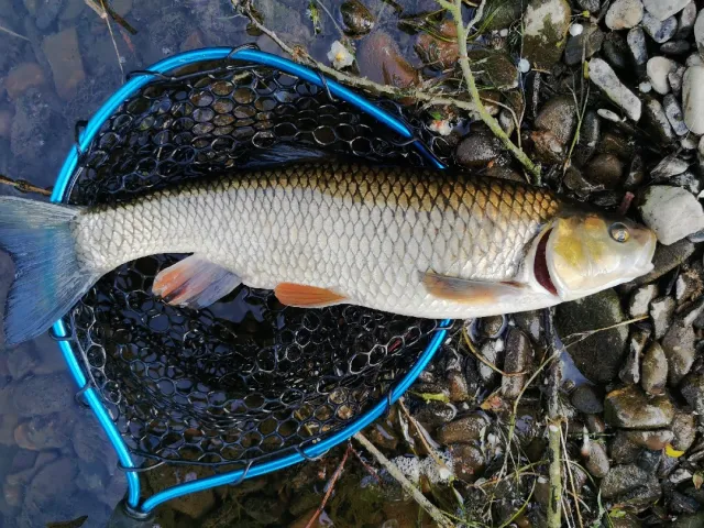 Döbel