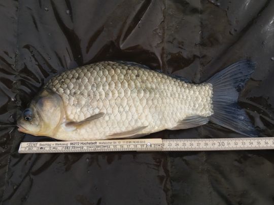 Giebel