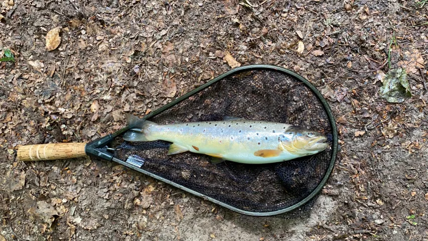 Bachforelle