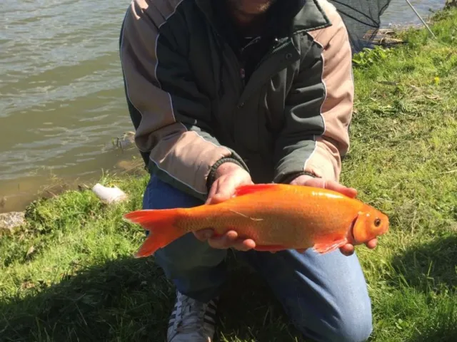 Goldorfe