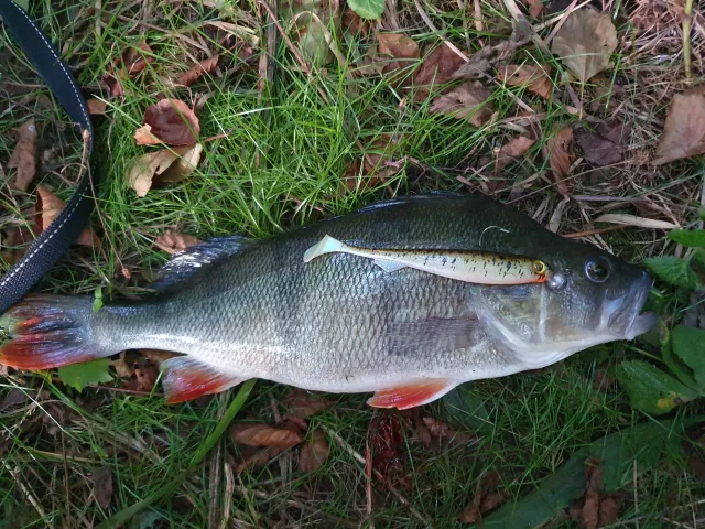 Flussbarsch