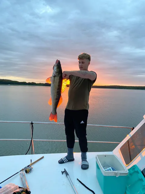 Zander