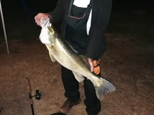 Zander