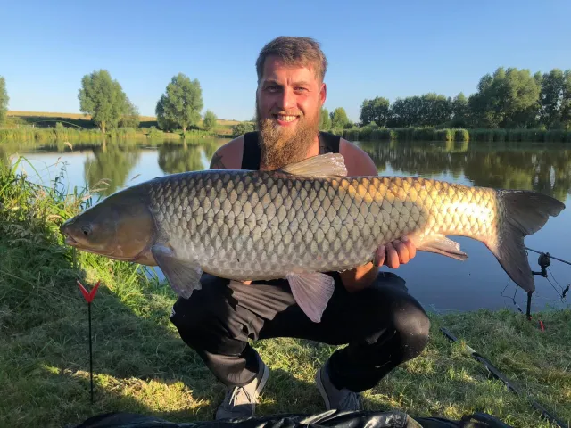 Graskarpfen