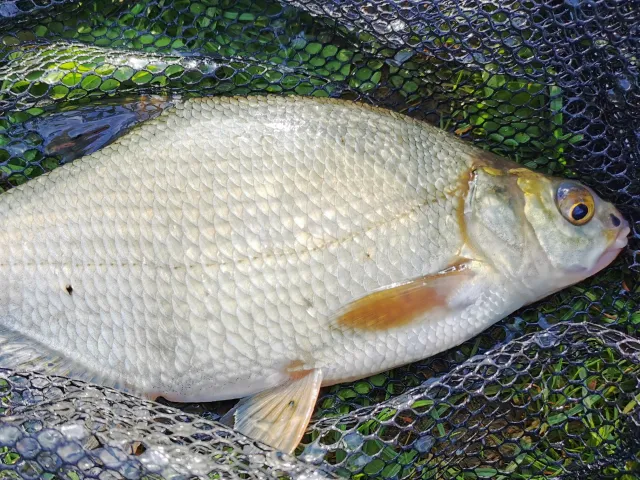 Giebel
