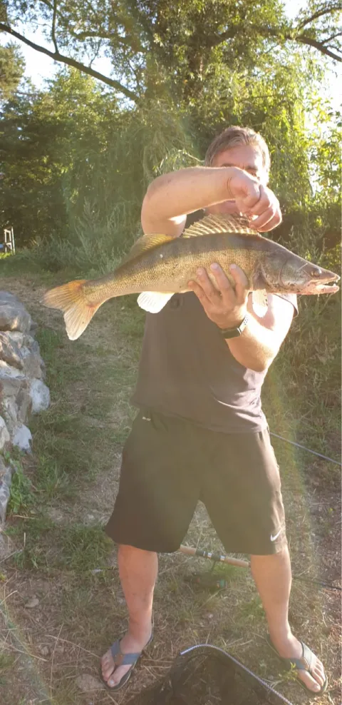 Zander