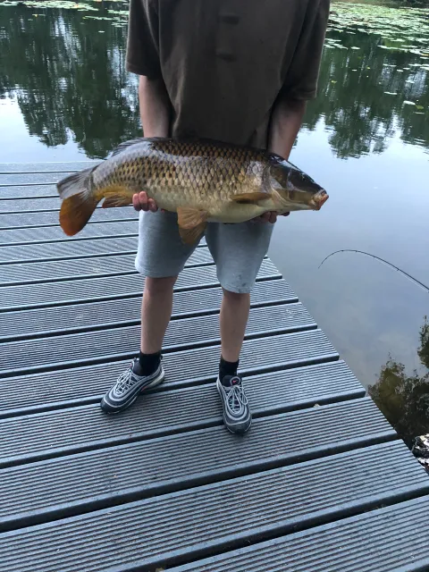 Karpfen