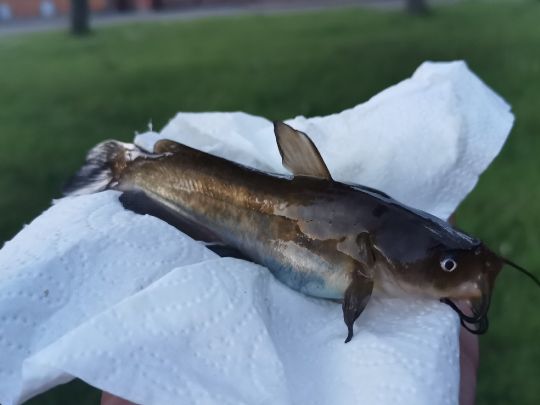 Teich ALLE ANGELN