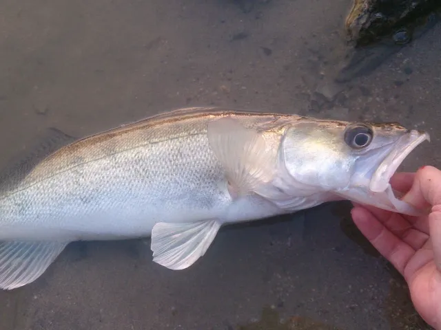 Zander