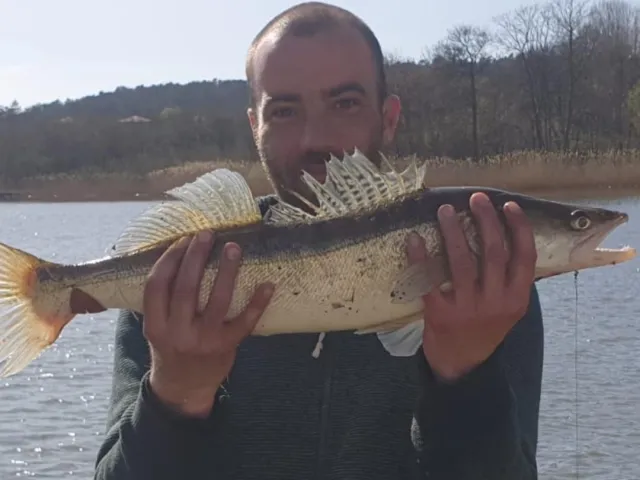 Zander