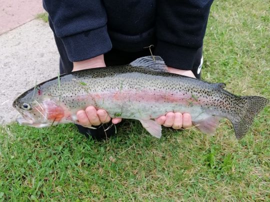 Regenbogenforelle