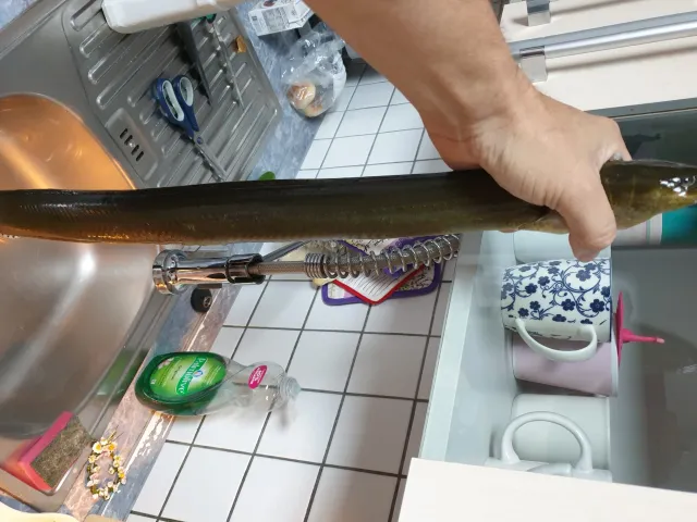 Aal