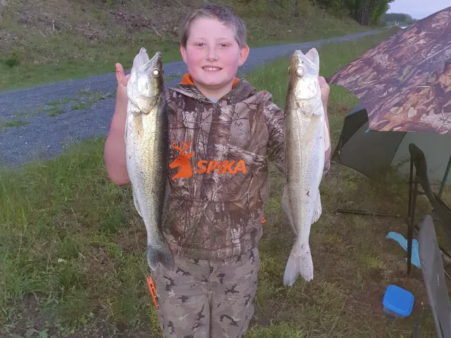 Zander